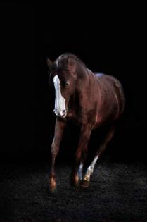 American Quarter Horse Hengst
