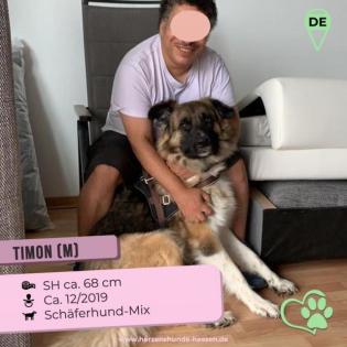 Timon. ist ein toller Hund, loyal und sehr auf seinen Menschen bezogen