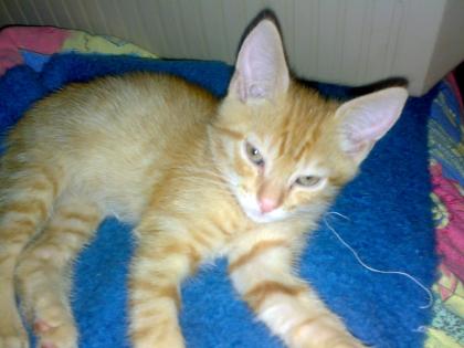 HAUPTJOB ZU VERGEBEN DAUERSCHMUSEN MIT SÜSSEN KITTEN