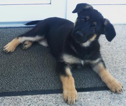 Schäferhundwelpen nach Jimbeam vom Talka Marda