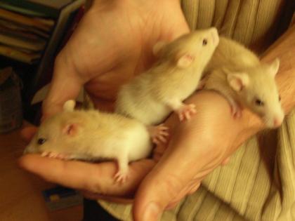 Rattenbabies günstig zu verkaufen
