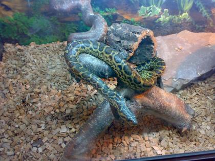 Verkaufe oder Tausche gelbe Anaconda Eunectes notaeus