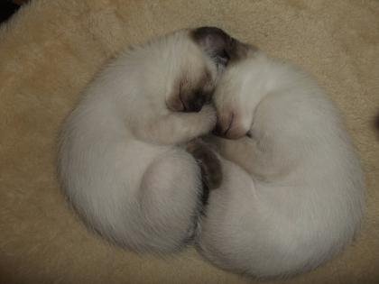 Siambabys, super verschmust, wunderschöne blaue Augen