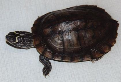 Hallo verkaufe 5 höckerschildkröten alle handzahm weibchen wie auch männchen