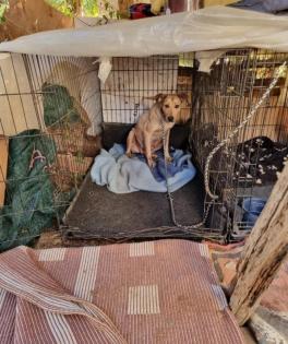 Notfellchen Athina sucht ein passendes Zuhause
