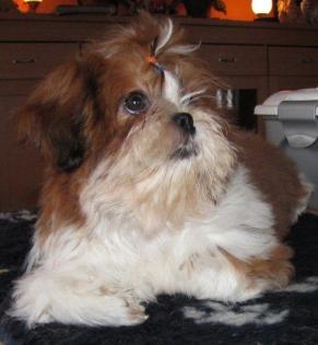 Zuckerschnute mit Papieren - Shihtzu