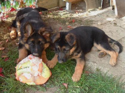 1 Langhaarschäferhundwelpe, 1 Stockhaarschäferhundwelpe