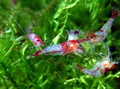 Red Rili Garnele, Zwerggarnele, AKTION Versand/ Abholung