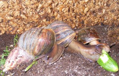 A. fulica RIESENSCHNECKE Achat-SCHNECKE ab 40cent Achatina