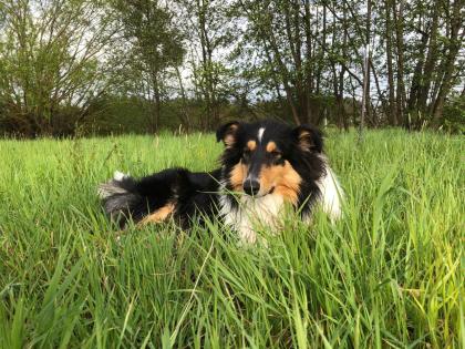 Reinrassige Collie Langhaar Welpen -Amerikanische Linie