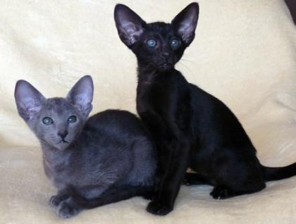 OKH Kitten
