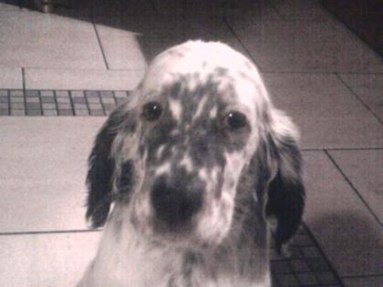 English Setter Welpen 4 Hündinnen 4 Rüden