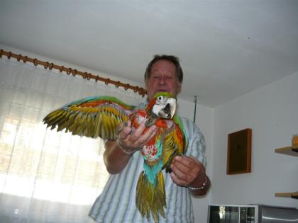 Super Hanzahme 0, 1 Hybrid-Ara Weibchen