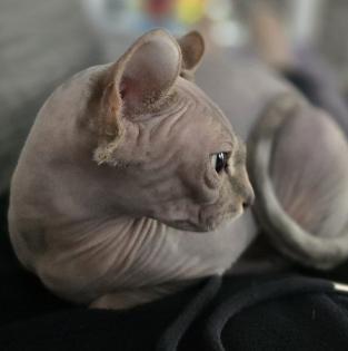 Sphynx Katze Weibchen
