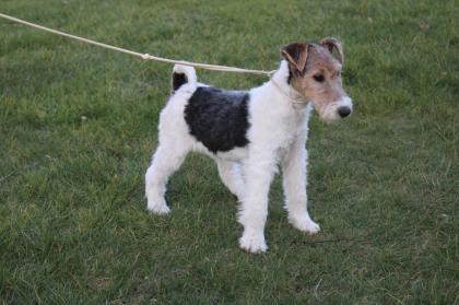 Drahthaar Foxterrier Welpen.