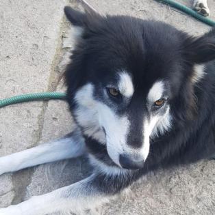Buddy - Vermittlungshilfe Kontakt ueber www. buddys-tierhilfe. de