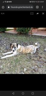 Leila sucht ihr zu Hause