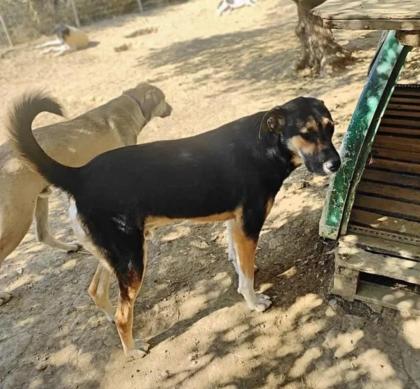 Billy sucht eine Familie