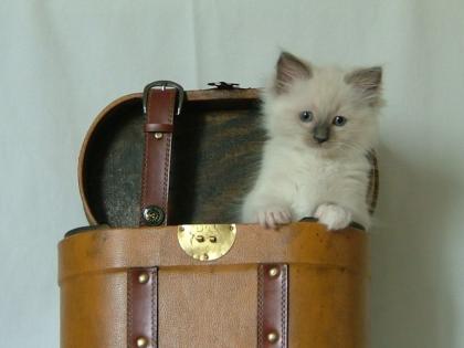 2 Ragdoll Kater jetzt 8 wochen alt.