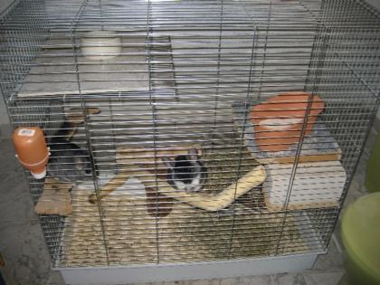 Chinchilla Duo abzugeben