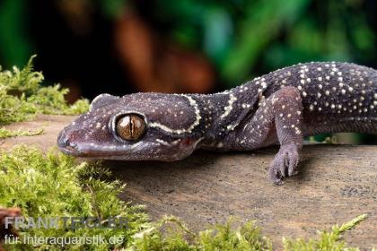 3 Blattzehengeckos komplett ausgestattetes Terrarium