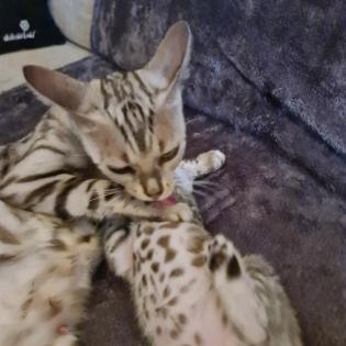 Reinrassige Black Silber Bengal Junge geboren. 3. 52022