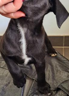Old english bulldog-Red Fox Labrador welpen