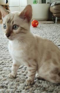 Bengal Kitten snow Katzenbaby seal lynx rosetted tabby