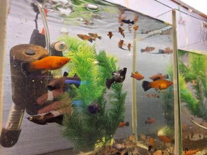 Guppies, Platys, Buntbarsche, Welse am 1. 09. 24
