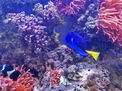 Salzwasseraquarium Auflösung