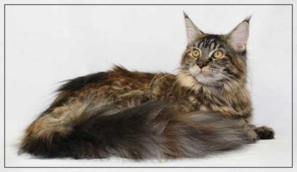 Maine Coon Teenager in black mc torbie