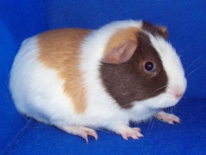 MEERSCHWEINCHEN