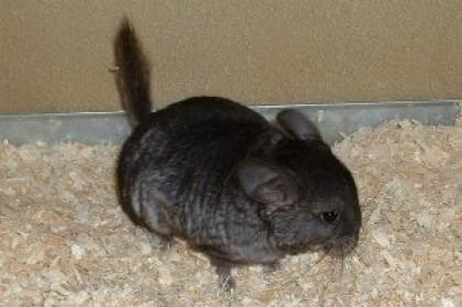 Chinchilla Babys abzugeben