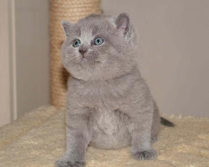 Reinrassige BKH-Kitten