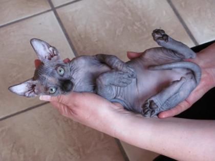 Kanada Sphynx - Babys