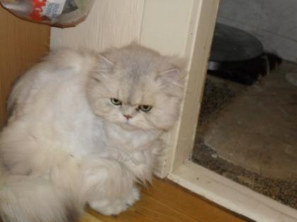 Liebevolles Zuhause für 2 Perser Kater 5, 5 Jahre alt gesucht