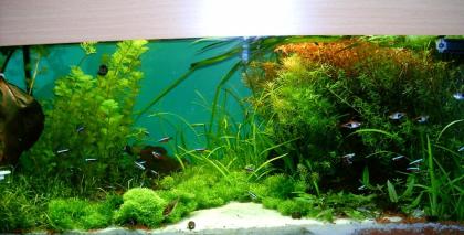 Günstige Aquarienpflanzen aus eigener Zucht