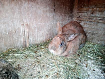 Hase Kaninchen Zwergwidder, Chinchilla, weiblich