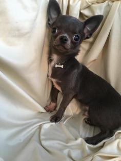 Chihuahua Rüde