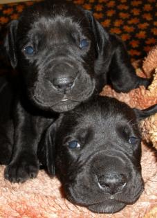 Doggenwelpen
