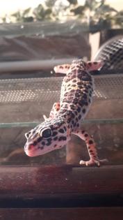 Terrarium mit 3 Leopardgeckos weibl. 0. 1
