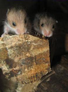 Noch kleine 4 Wochen alte Teddyhamsterbabys abzugeben
