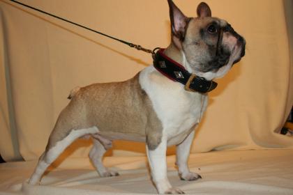 Deckrüde franz Bulldogge fawn-schecke 10, 8 kg
