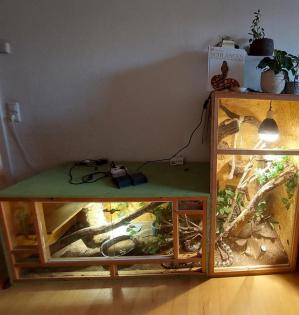 Riesige Kornnatter in großem Terrarium
