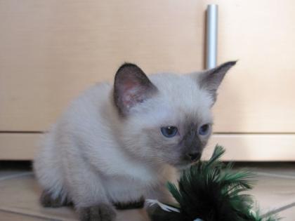 Thaikatze, Siam Katze alter Typ