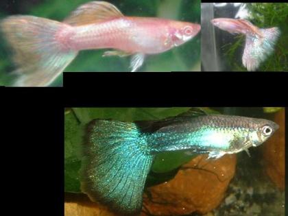 Wer besitzt Pinke und/oder Türkise Guppys