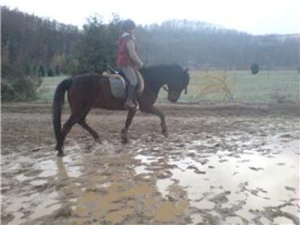 SUCHE REITBETEILIGUNG IN DRESDEN