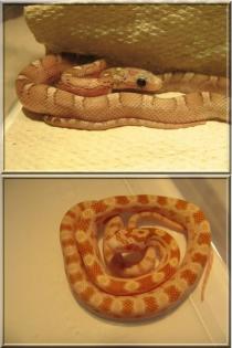 Kornnatter NZ09 - Hypo-Pewter, Butter het. Striped, etc.