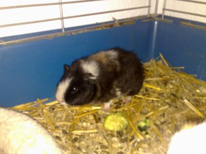 Meerschweinchen Käfig