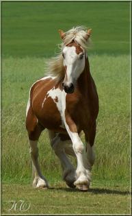 Deckanzeige Irish Tinker - Fuchsschecke